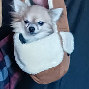 Bitsy is registered to the contest to win money with this photo: dog, small_dog, chihuahua, pet, cozy, pouch, bag, fluffy, indoor, animal, cute, snug, furry, face, ears, nose, resting, domestic_animal, comfort, blurred