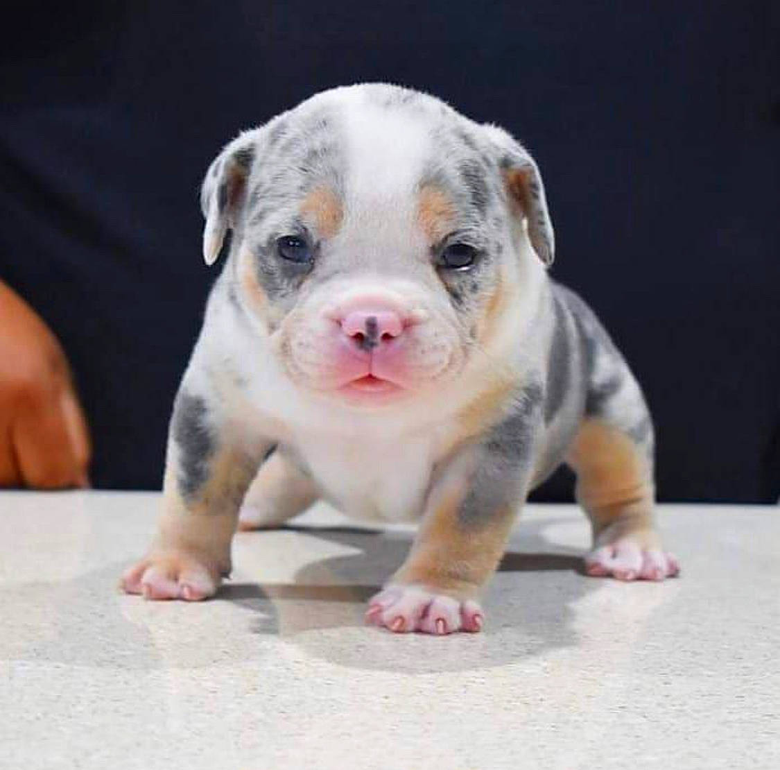 Moneybag is registered to the contest to win money with this photo: canidae, carnivore, ceramic, companion_dog, cuisine, dishware, dog, dog_breed, fawn, floor, flooring, ingredient, non_sporting_group, paw, recipe, snout, sporting_group, tableware, terrestrial_animal, whiskers