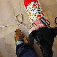 Harley Quinn joined the competition — help win amazing prizes! dog, black_dog, sweater, festive_clothing, pink_collar, emotional_support, leash, wooden_floor, slippers, person, pants, indoors, pet, canine, curious, close_up, floor, footwear, domestic, cozy