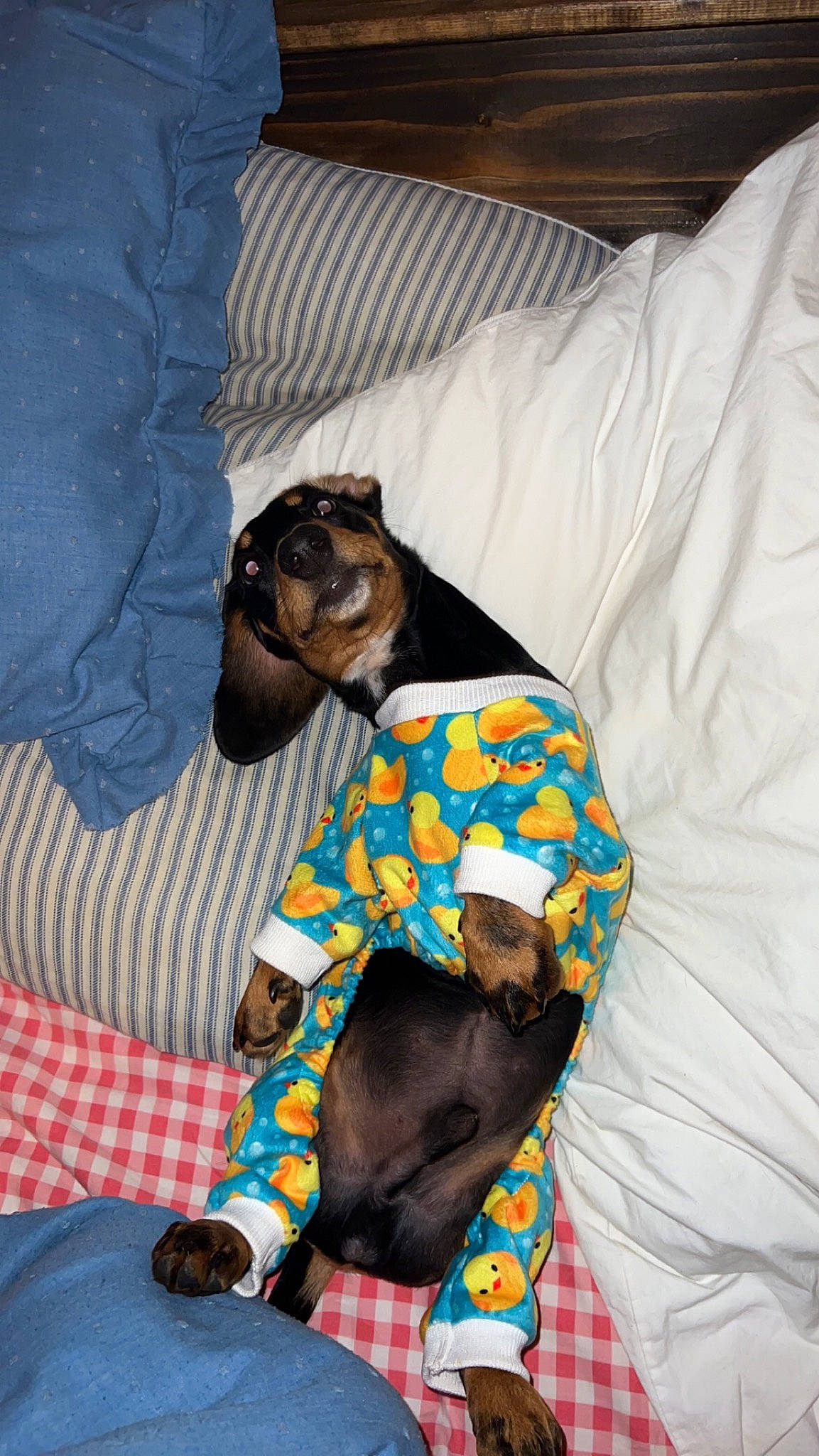 Bixley is registered to the contest to win money with this photo: bed, bedding, canidae, carnivore, comfort, companion_dog, couch, dog, dog_breed, dog_supply, fawn, linens, pattern, pet_supply, pillow, plaid, room, sporting_group, tartan, working_animal