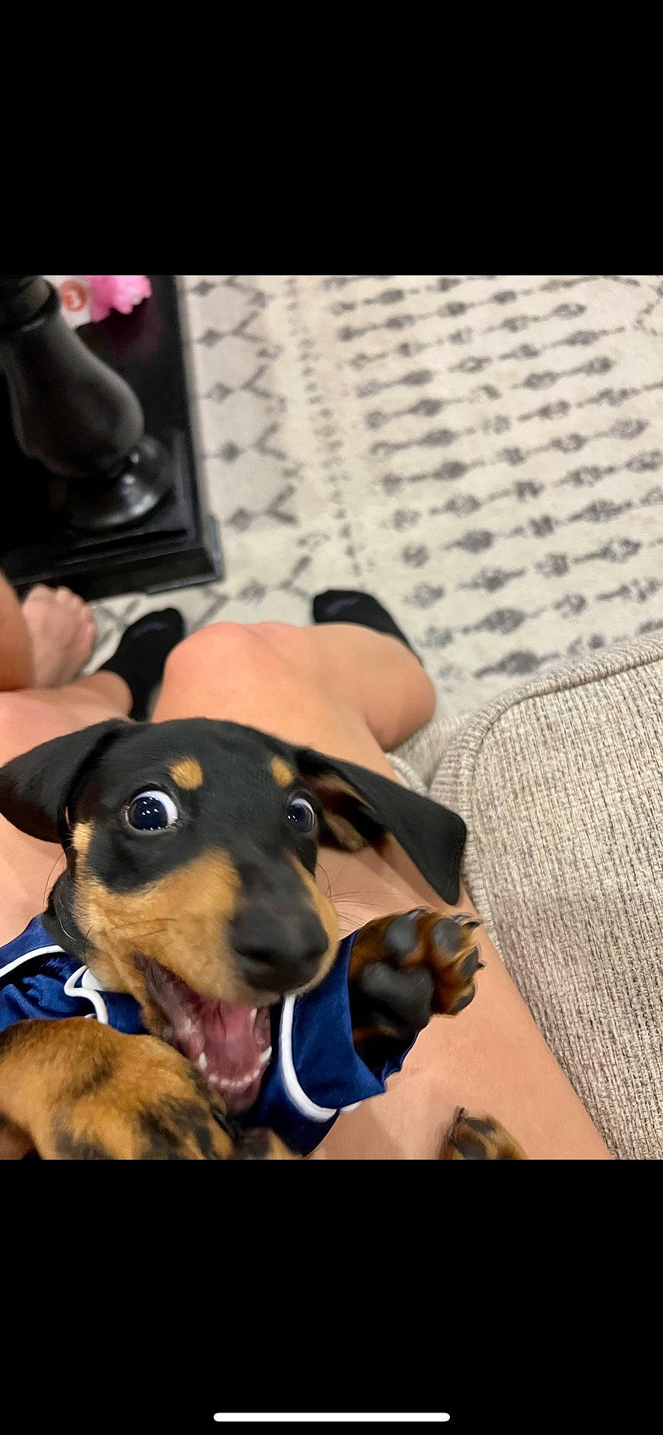 Bixley is registered to the contest to win money with this photo: canidae, carnivore, collar, comfort, companion_dog, dog, dog_breed, dog_supply, ear, fawn, guard_dog, sporting_group, whiskers, working_animal, working_dog