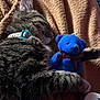 Ruben is registered to the contest to win money with this photo: cat, tabby_cat, sleeping, plush_toy, blue_teddy_bear, blanket, cozy, fur, pet_collar, animal, cute, resting, indoor, soft, snuggle, paw, ribbon, love, companion, relaxation