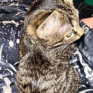 Ruben is registered to the contest to win money with this photo: cat, tabby, animal, pet, feline, fur, whiskers, ear, eye, blanket, pattern, cozy, indoor, resting, closeup, soft, striped, cute, domestic, mammal