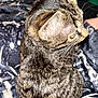 cat, tabby, animal, pet, feline, fur, whiskers, ear, eye, blanket, pattern, cozy, indoor, resting, closeup, soft, striped, cute, domestic, mammal
