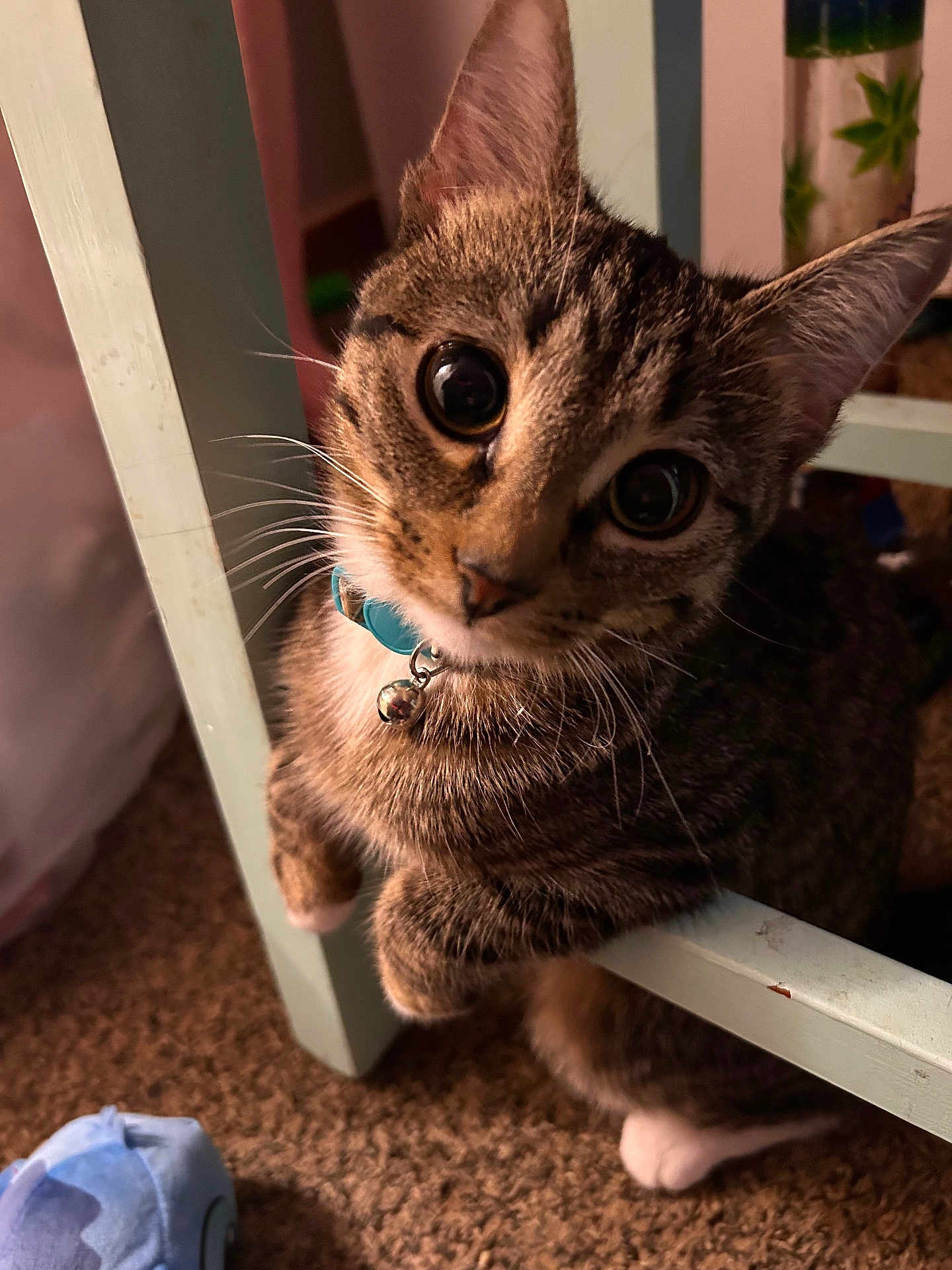Ruben joined the competition — help win amazing prizes! cat, tabby, pet, indoor, carpet, chair, collar, bell, curious, paws, closeup, feline, whiskers, toy, playful, brown, white_paws, household, cute, animal