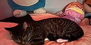 Ruben joined the competition — help win amazing prizes! cat, tabby, sleeping, bed, blanket, plush_toy, snorlax, stuffed_animal, indoor, cozy, resting, feline, striped, paw, soft_lighting, cute, relaxed, quiet, home, comfort