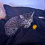 Ruben joined the competition — help win amazing prizes! cat, kitten, sleeping, tabby, blanket, black_fabric, toy, golden_toy, indoor, pillow, cozy, resting, fur, pet, cute, small_animal, relaxation, comfort, domestic, nap