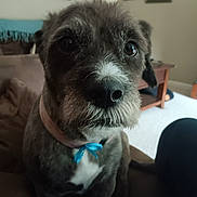Stella Blue joined the competition — help win amazing prizes! animal, blue_bow, brown, canine, close_up, collar, cozy, dog, ears, eyes, fur, furniture, home, indoor, living_room, nose, pet, portrait, sofa, whiskers