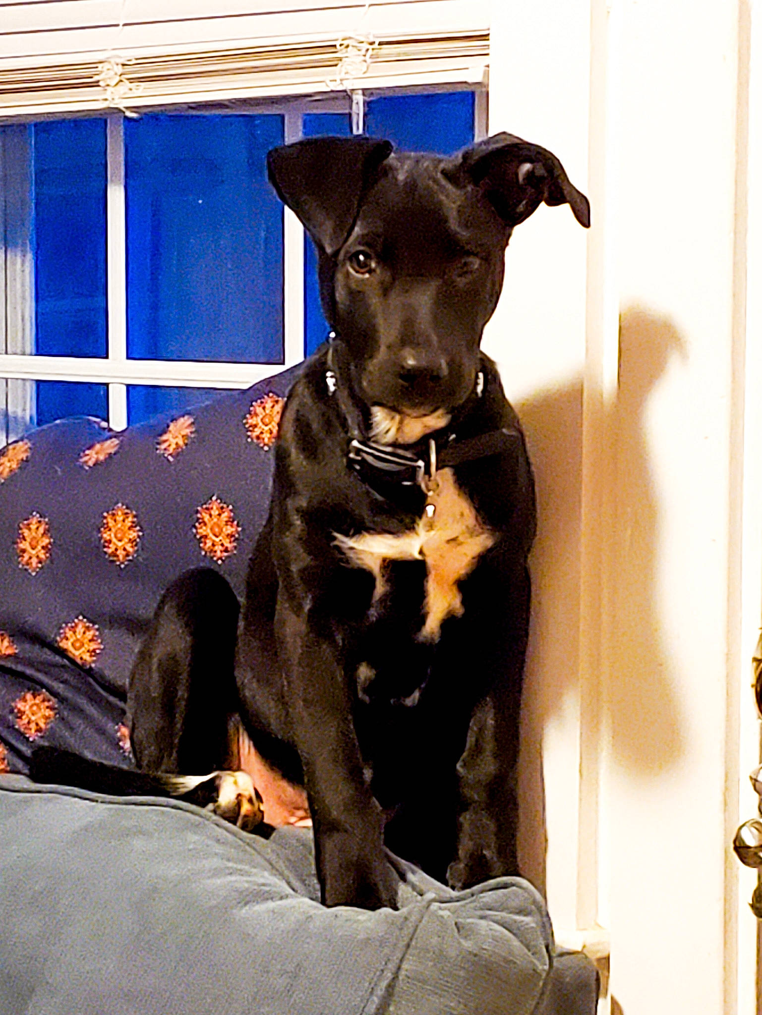 Nikiska is registered to the contest to win money with this photo: canidae, carnivore, collar, companion_dog, dog, dog_breed, dog_collar, dog_supply, guard_dog, liver, pet_supply, snout, sporting_group, working_animal, working_dog