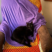 Midnight joined the competition — help win amazing prizes! cat, black_cat, chair, blanket, crochet, purple_fabric, cozy, indoor, pet, feline, relaxed, fur, animal, home, comfort, resting, looking, domestic, cute, soft