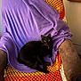 cat, black_cat, chair, blanket, crochet, purple_fabric, cozy, indoor, pet, feline, relaxed, fur, animal, home, comfort, resting, looking, domestic, cute, soft