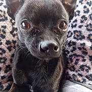 Todd joined the competition — help win amazing prizes! dog, pet, black_dog, small_dog, close_up, animal, leopard_print, blanket, ears, brown_eyes, nose, fur, cute, indoors, portrait, sitting, companion, mammal, face, curious