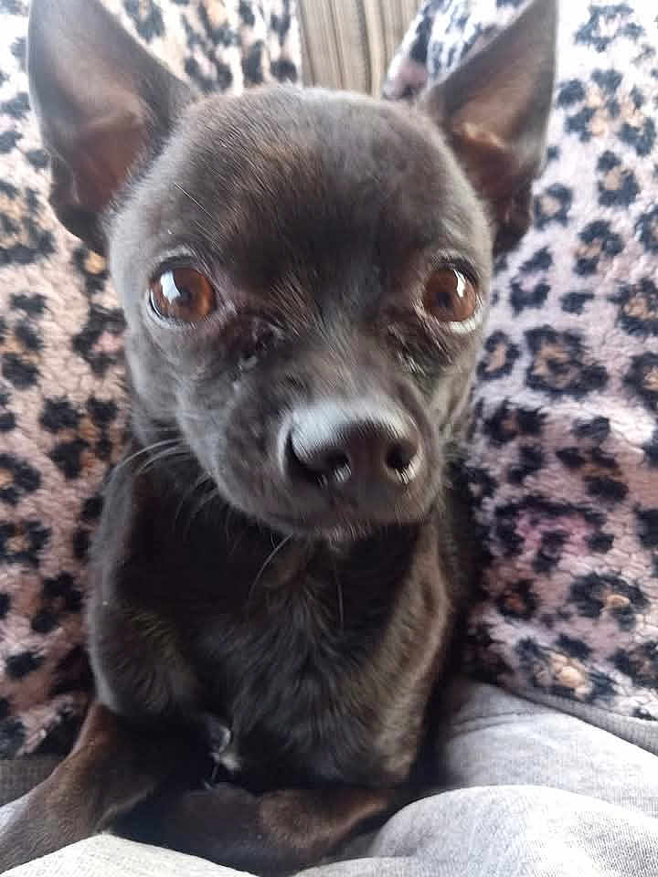 Todd joined the competition — help win amazing prizes! dog, pet, black_dog, small_dog, close_up, animal, leopard_print, blanket, ears, brown_eyes, nose, fur, cute, indoors, portrait, sitting, companion, mammal, face, curious