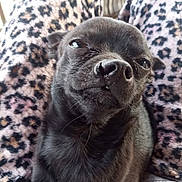 Todd joined the competition — help win amazing prizes! animal, black_dog, close_up, companion, cozy, cute, dog, domestic_animal, funny_expression, fur, indoor, legs, leopard_print, nose, pajama_pants, pet, portrait, relaxed, small_dog, whiskers