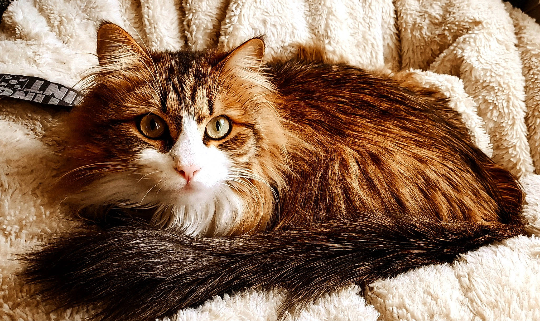 Ina a rejoint le concours — aidez-le/la à gagner de superbes lots ! art, carnivore, cat, domestic_short_haired_cat, drawing, fawn, felidae, fur, grass, illustration, maine_coon, painting, siberian, small_to_medium_sized_cats, snout, tail, terrestrial_animal, tree, whiskers, wildlife