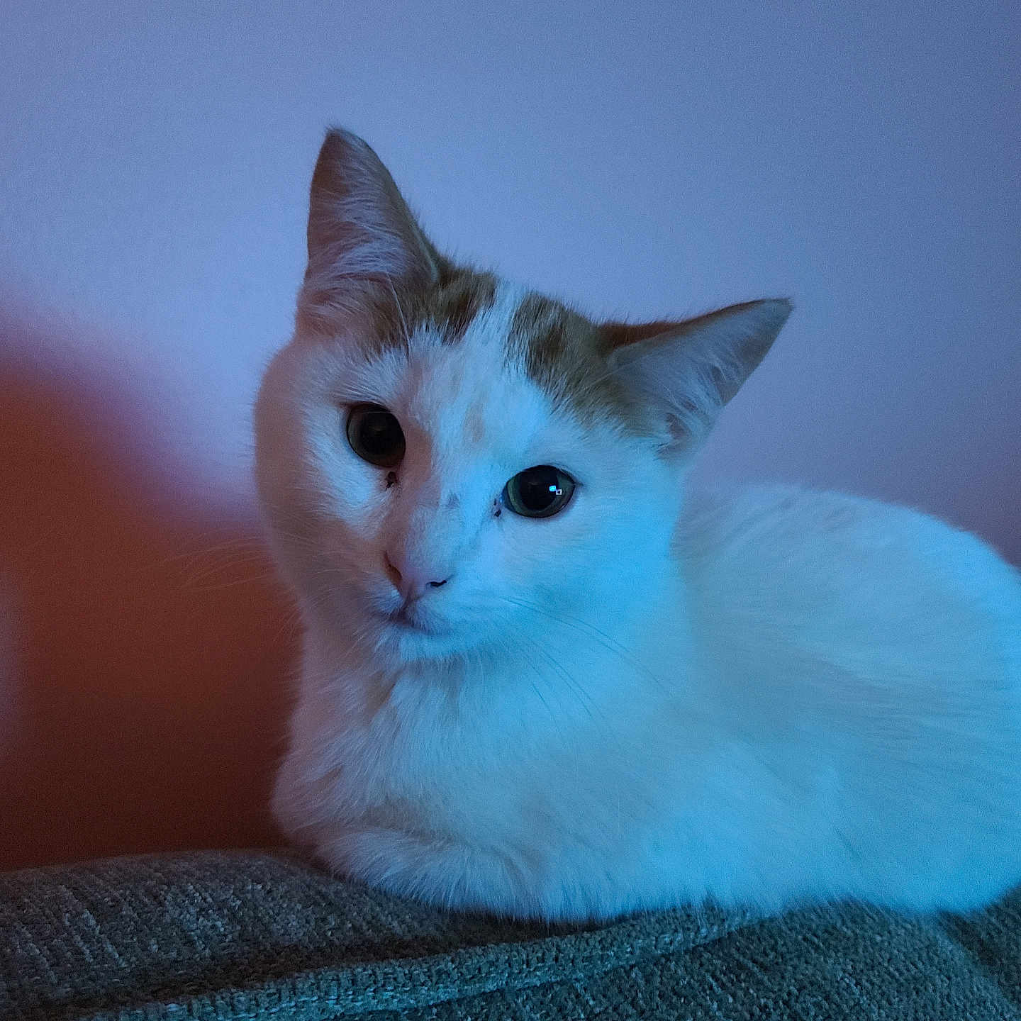 Princess joined the competition — help win amazing prizes! cat, white_cat, animal, pet, indoor, close_up, fur, ears, whiskers, face, eyes, resting, couch, texture, lighting, blue_light, orange_light, calm, cute, portrait