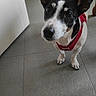 dog, small_dog, black_and_white, red_harness, ears, floor, tile_floor, indoor, pet, looking_up, curious, animal, canine, domestic_animal, chair, door, floor_transition, close_up, companion, cute