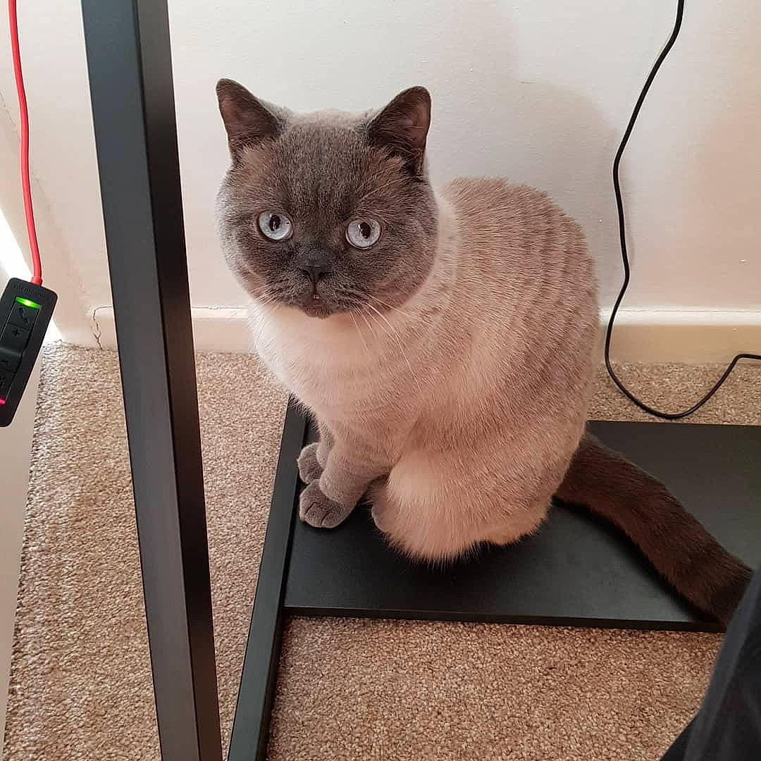 Stimpy joined the competition — help win amazing prizes! carnivore, cat, comfort, domestic_short_haired_cat, fawn, felidae, flooring, fur, grey, iris, paw, siamese, sitting, small_to_medium_sized_cats, snout, stairs, tail, whiskers, window, wood