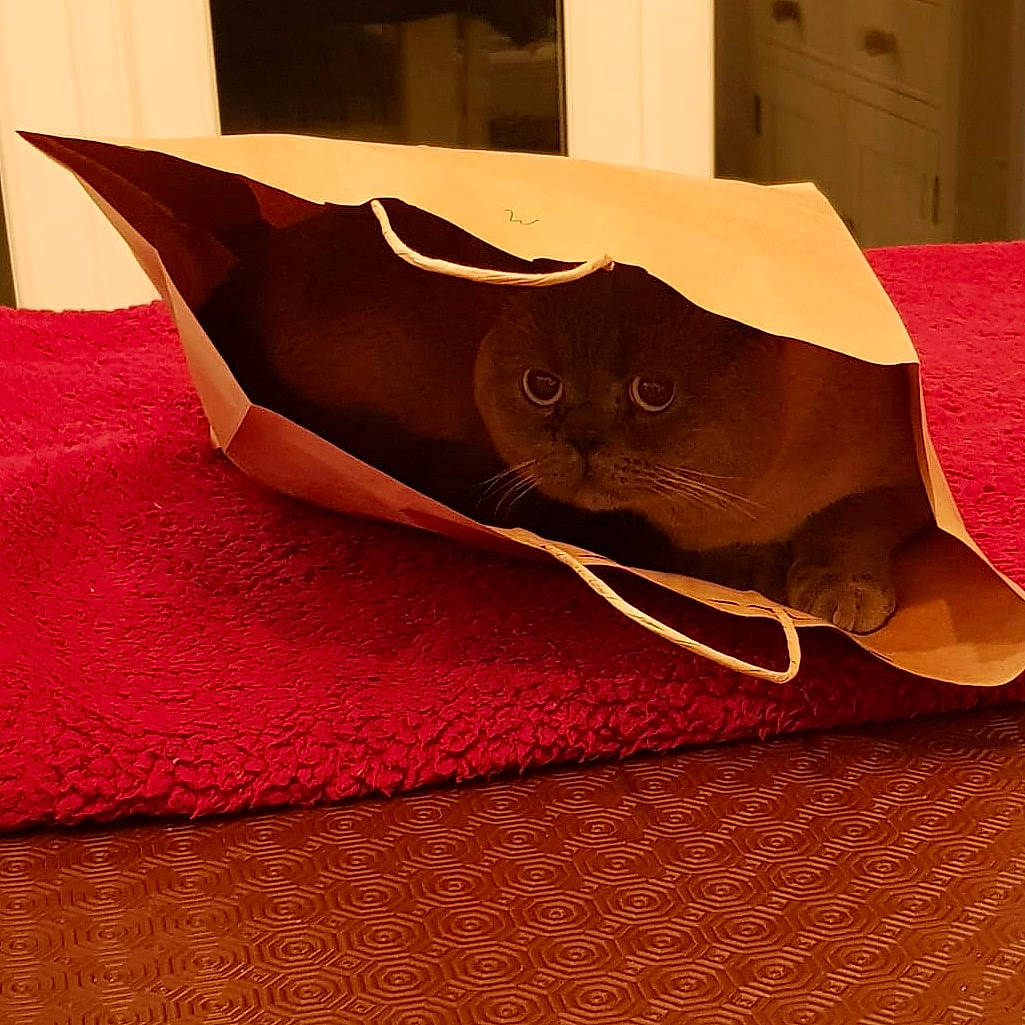 Stimpy joined the competition — help win amazing prizes! bag, black_cat, brown, carmine, carnivore, cat, comfort, fawn, felidae, fur, leather, linens, magenta, paper_product, pattern, small_to_medium_sized_cats, textile, tints_and_shades, whiskers, wood