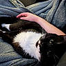 Tux is registered to the contest to win money with this photo: cat, tuxedo_cat, black_and_white, pet, indoor, blanket, couch, relaxing, lying_down, belly_up, whiskers, green_eyes, animal_face, paw, human_hand, petting, cozy, home, portrait, cuddling