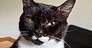 Tux is registered to the contest to win money with this photo: cat, black_and_white, tuxedo_cat, pet, animal, portrait, close_up, face, whiskers, ears, eyes, green_eyes, fur, short_hair, indoor, couch, furniture, home, sitting, serious_expression