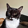 cat, black_and_white, tuxedo_cat, pet, animal, portrait, close_up, face, whiskers, ears, eyes, green_eyes, fur, short_hair, indoor, couch, furniture, home, sitting, serious_expression
