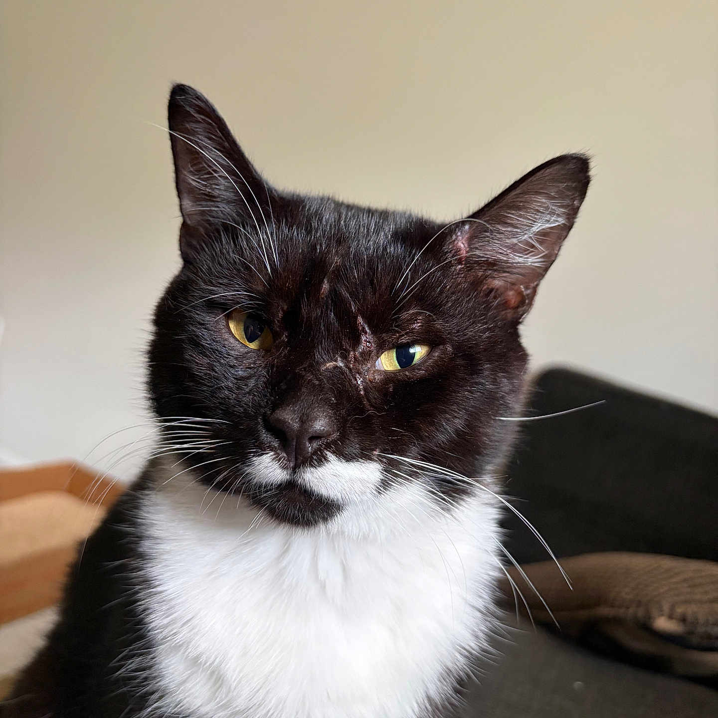 Tux is registered to the contest to win money with this photo: cat, black_and_white, tuxedo_cat, pet, animal, portrait, close_up, face, whiskers, ears, eyes, green_eyes, fur, short_hair, indoor, couch, furniture, home, sitting, serious_expression