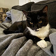 Tux joined the competition — help win amazing prizes! cat, tuxedo_cat, black_and_white, pet, animal, feline, golden_eyes, whiskers, paws, fur, indoor, couch, blanket, cozy, home, portrait, sitting, relaxed, fluffy, close_up