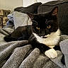 cat, tuxedo_cat, black_and_white, pet, animal, feline, golden_eyes, whiskers, paws, fur, indoor, couch, blanket, cozy, home, portrait, sitting, relaxed, fluffy, close_up