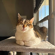 Willow joined the competition — help win amazing prizes! cat, tabby_cat, indoor, cat_tree, sunlight, window, pet, feline, resting, fur, whiskers, paws, cozy, animal, domestic_cat, looking, cute, ears, relaxed, home