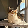cat, tabby_cat, indoor, cat_tree, sunlight, window, pet, feline, resting, fur, whiskers, paws, cozy, animal, domestic_cat, looking, cute, ears, relaxed, home