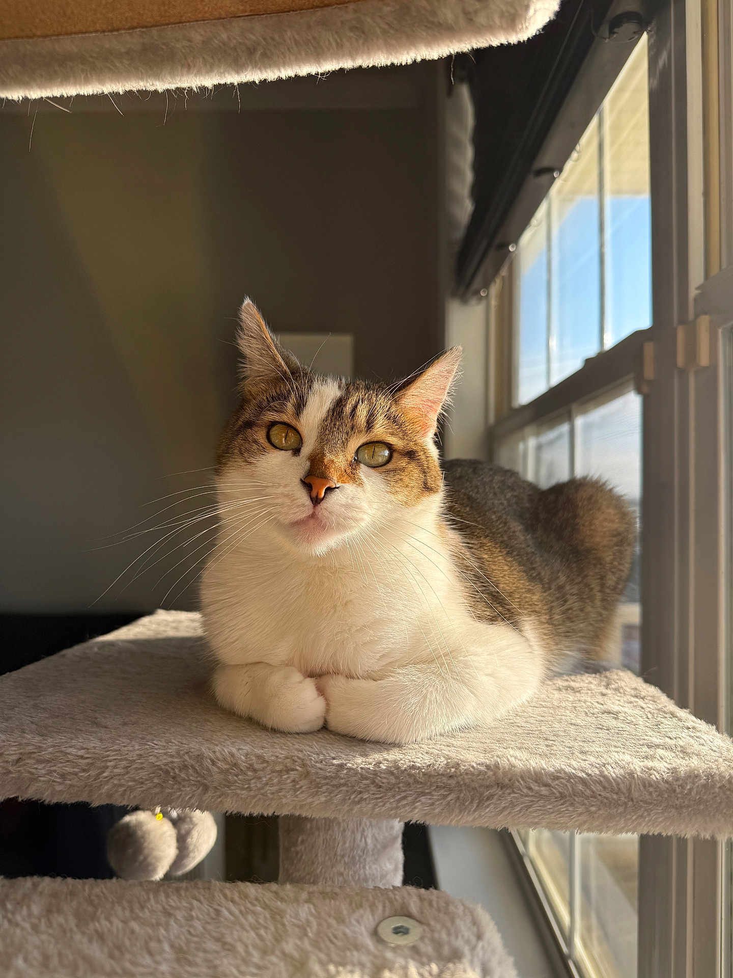 Willow joined the competition — help win amazing prizes! cat, tabby_cat, indoor, cat_tree, sunlight, window, pet, feline, resting, fur, whiskers, paws, cozy, animal, domestic_cat, looking, cute, ears, relaxed, home