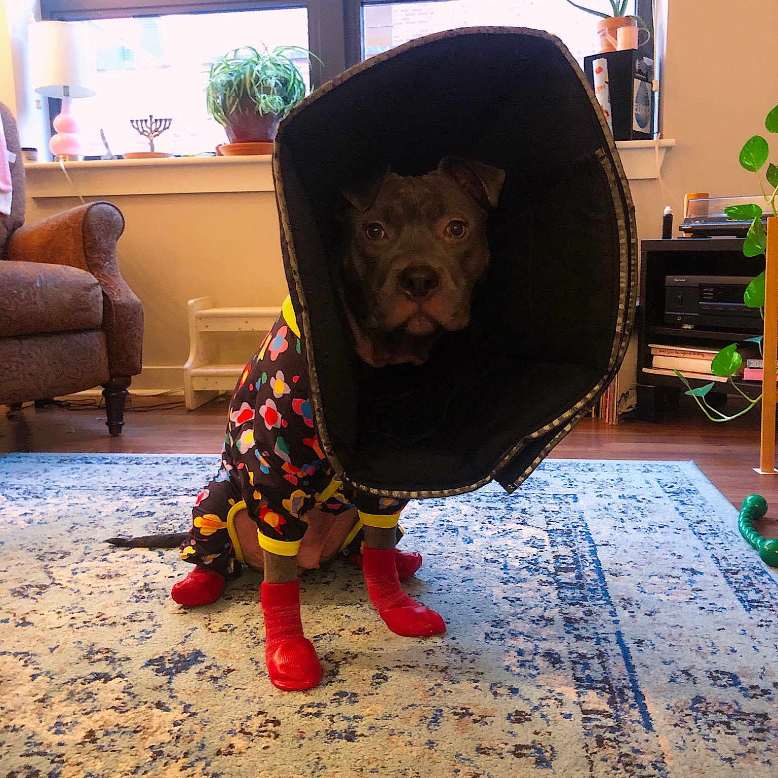 Frannie joined the competition — help win amazing prizes! canidae, carnivore, carpet, companion_dog, dog, dog_breed, floor, flooring, fur, home, houseplant, interior_design, liver, living_room, room, snout, sporting_group, window_treatment, working_animal
