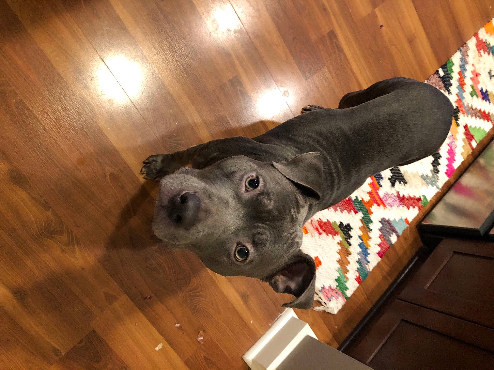 Frannie joined the competition — help win amazing prizes! box, canidae, carnivore, companion_dog, dog, dog_breed, floor, flooring, hardwood, laminate_flooring, liver, mammal, plywood, snout, sporting_group, varnish, wood, wood_flooring, wood_stain, working_animal