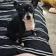 Thumper is registered to the contest to win money with this photo: bed, bedding, black_and_white, blanket, cardboard_box, carpet, chihuahua, cozy, dog, dresser, ears, eyes, human_arm, indoor, paw, pet, portrait, small_dog, striped_bedspread, watch
