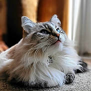 Bella Boo joined the competition — help win amazing prizes! cat, fluffy, blue_eyes, carpet, indoor, pet, feline, whiskers, close_up, portrait, relaxed, animal, domestic_cat, soft_light, long_hair, muzzle, ears, cute, looking_up, furry