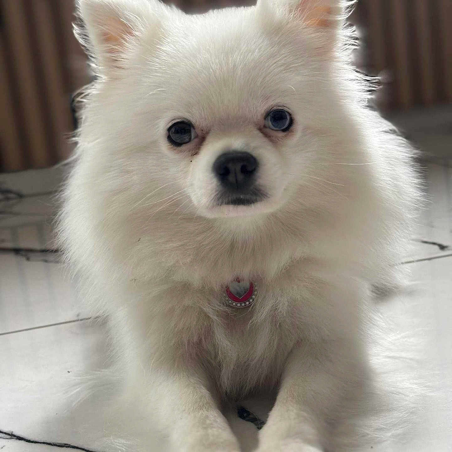 Lady