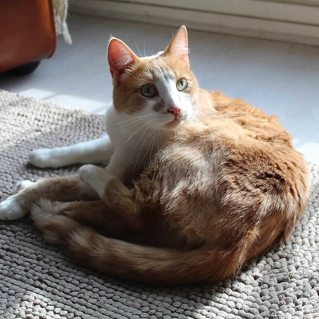 Théon participe au concours pour gagner de l'argent avec cette photo : carnivore, cat, cat_furniture, claw, comfort, domestic_short_haired_cat, fawn, felidae, fur, paw, sitting, small_to_medium_sized_cats, snout, tail, tree, whiskers, window, wood