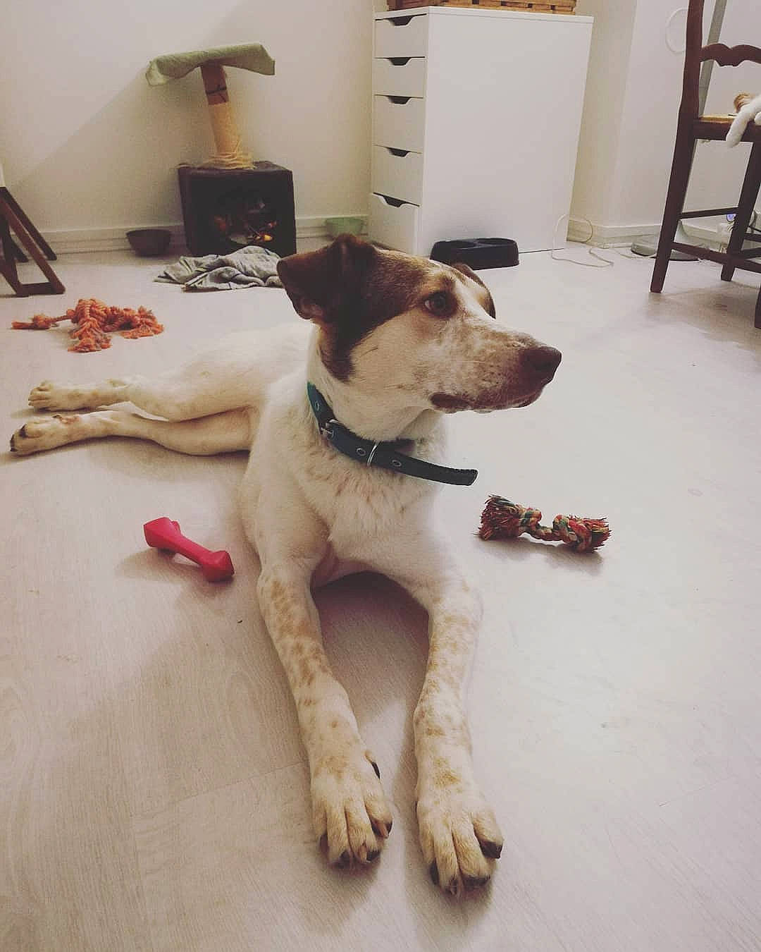 Klava participe au concours pour gagner de l'argent avec cette photo : carnivore, collar, companion_dog, couch, dog, dog_breed, dog_collar, dog_supply, door, fawn, floor, flooring, hardwood, pet_supply, picture_frame, snout, tail, television, wood, working_animal