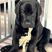 Wallie is registered to the contest to win money with this photo: adorable, baby_gate, black_dog, chewing, close_up, dog, floor, furniture, home_interior, indoor, paws, pet, pet_portrait, playful, portrait, puppy, rope_toy, sitting, toy, wood_floor