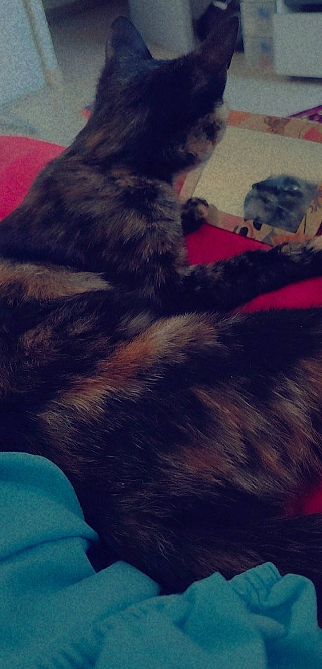 Mimi participe au concours pour gagner de l'argent avec cette photo : blue, carnivore, cloud, comfort, companion_dog, dog, dog_breed, electric_blue, felidae, fur, fur_clothing, magenta, meteorological_phenomenon, natural_material, red, selfie, small_to_medium_sized_cats, tail, vertebrate, whiskers