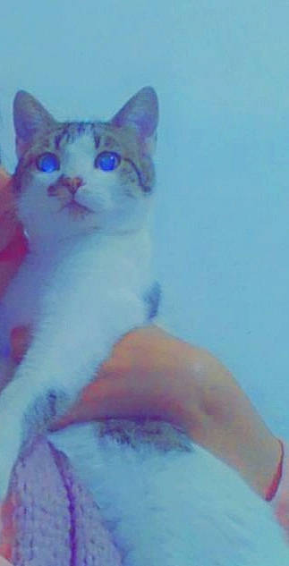 Boter participe au concours pour gagner de l'argent avec cette photo : carnivore, cat, creative_arts, electric_blue, eye, felidae, fur, magenta, small_to_medium_sized_cats, snout, tail, whiskers