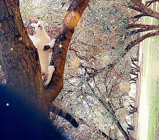 Boter participe au concours pour gagner de l'argent avec cette photo : art, brown, deciduous, freezing, grass, organism, plant, plant_stem, shadow, soil, tail, terrestrial_plant, tints_and_shades, tree, trunk, twig, whiskers, wildlife, wood, woody_plant