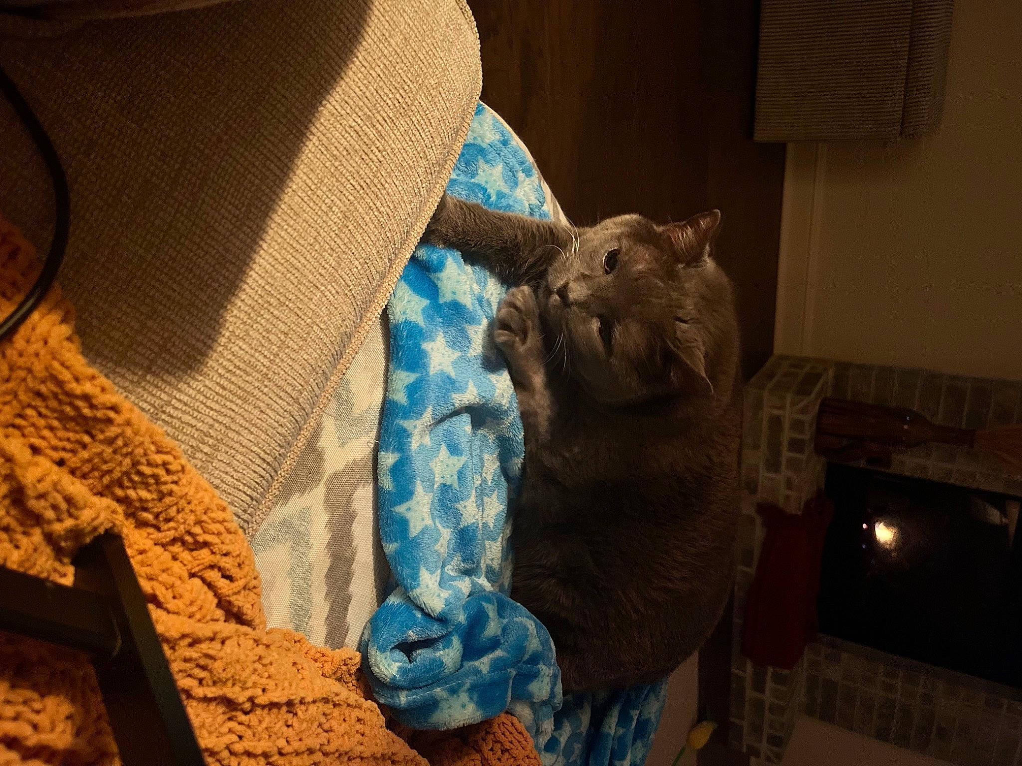 Gem is registered to the contest to win money with this photo: art, cat, comfort, domestic_short_haired_cat, electric_blue, fawn, felidae, flooring, fur, linens, pattern, room, sculpture, small_to_medium_sized_cats, snout, tail, thread, visual_arts, whiskers, wood