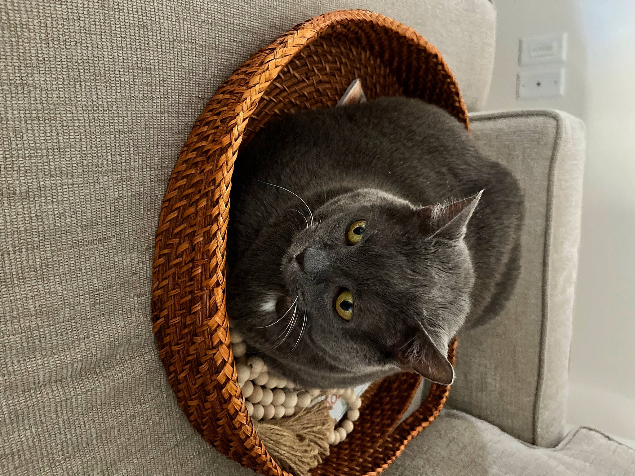 Gem is registered to the contest to win money with this photo: carnivore, cat, cat_bed, cat_furniture, cat_supply, comfort, domestic_short_haired_cat, felidae, fur, grey, pet_supply, small_to_medium_sized_cats, snout, terrestrial_animal, whiskers