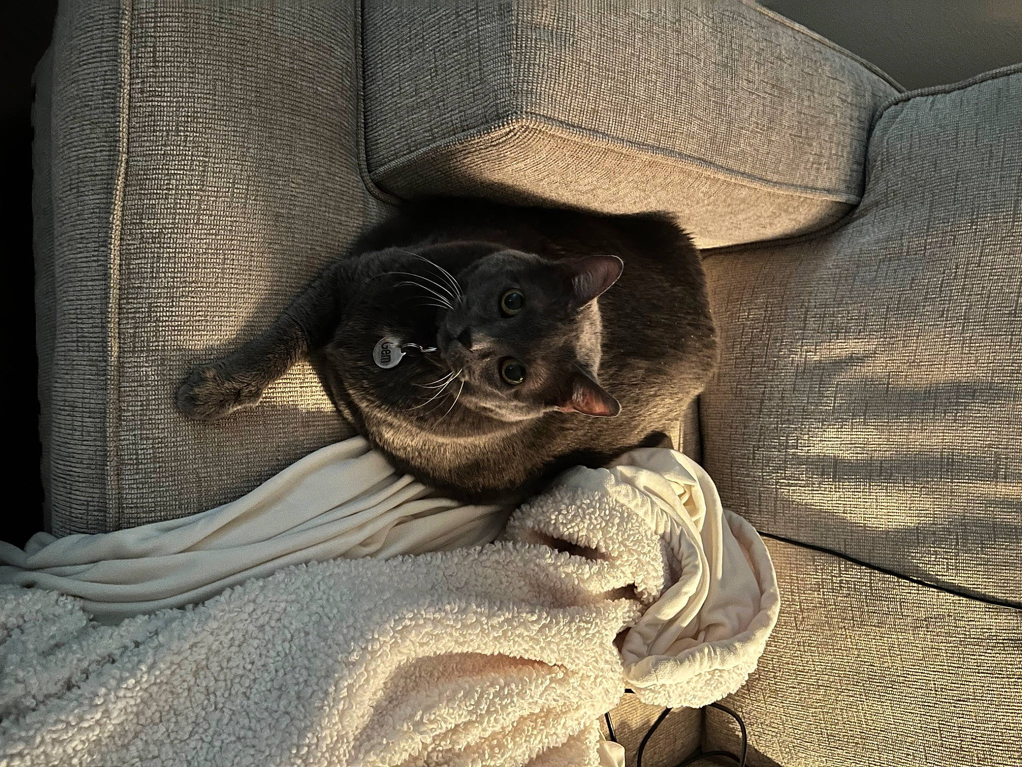 Gem joined the competition — help win amazing prizes! carnivore, comfort, companion_dog, dog, dog_breed, domestic_short_haired_cat, fawn, felidae, fur, grey, linens, paw, small_to_medium_sized_cats, snout, tail, terrestrial_animal, tints_and_shades, toy_dog, whiskers, working_animal