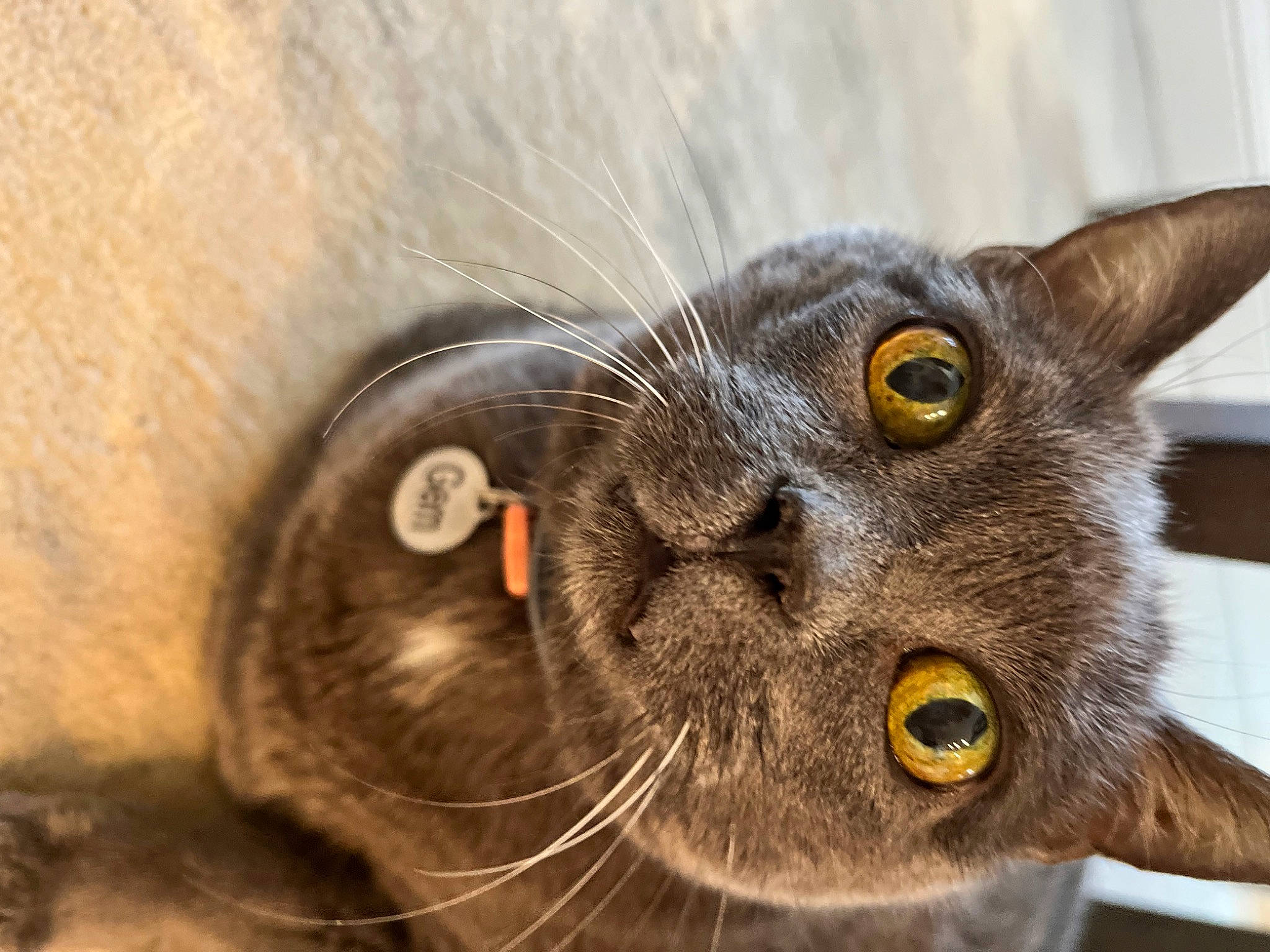 Gem joined the competition — help win amazing prizes! carnivore, cat, close_up, domestic_short_haired_cat, ear, felidae, fur, russian_blue, small_to_medium_sized_cats, snout, terrestrial_animal, whiskers