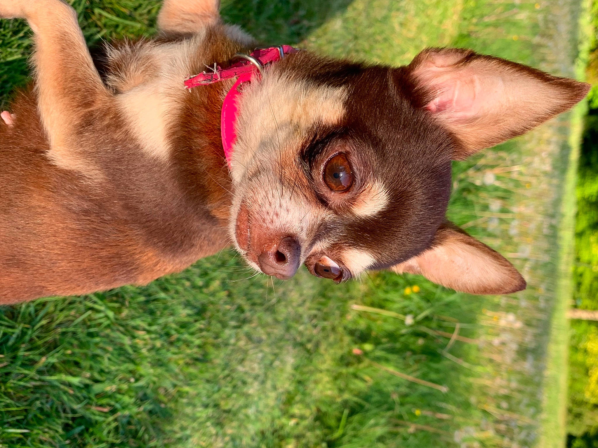 Juliette a rejoint le concours — aidez-le/la à gagner de superbes lots ! carnivore, cat, fawn, felidae, fur, grass, liver, organism, plant, primate, slow_loris, snout, terrestrial_animal, terrestrial_plant, whiskers, wildlife