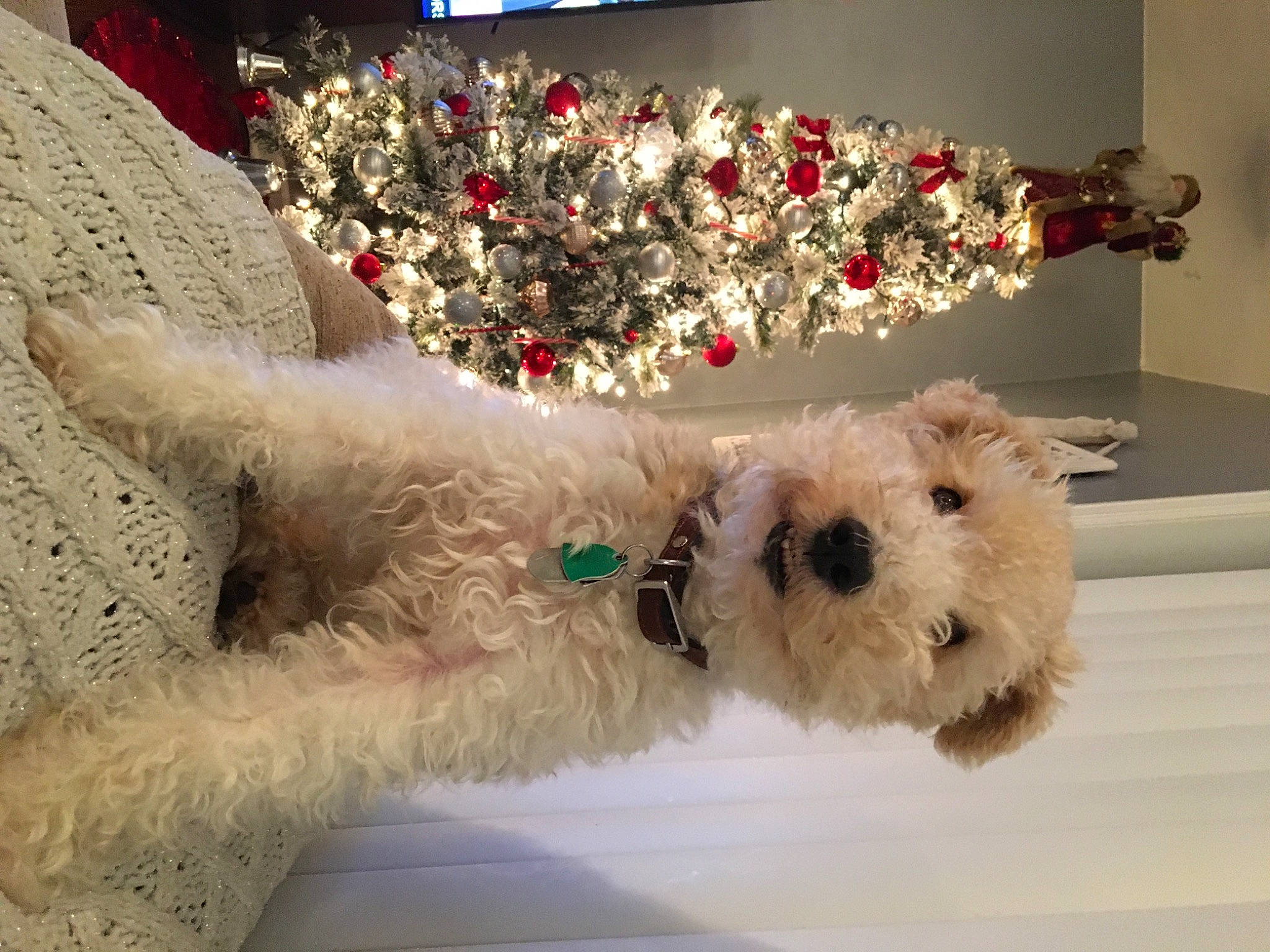 Riley is registered to the contest to win money with this photo: canidae, carnivore, collar, companion_dog, dog, dog_breed, dog_clothes, dog_supply, event, fawn, fur, pet_supply, small_terrier, snout, sporting_group, stuffed_toy, terrier, toy, toy_dog, wire_hair_fox_terrier