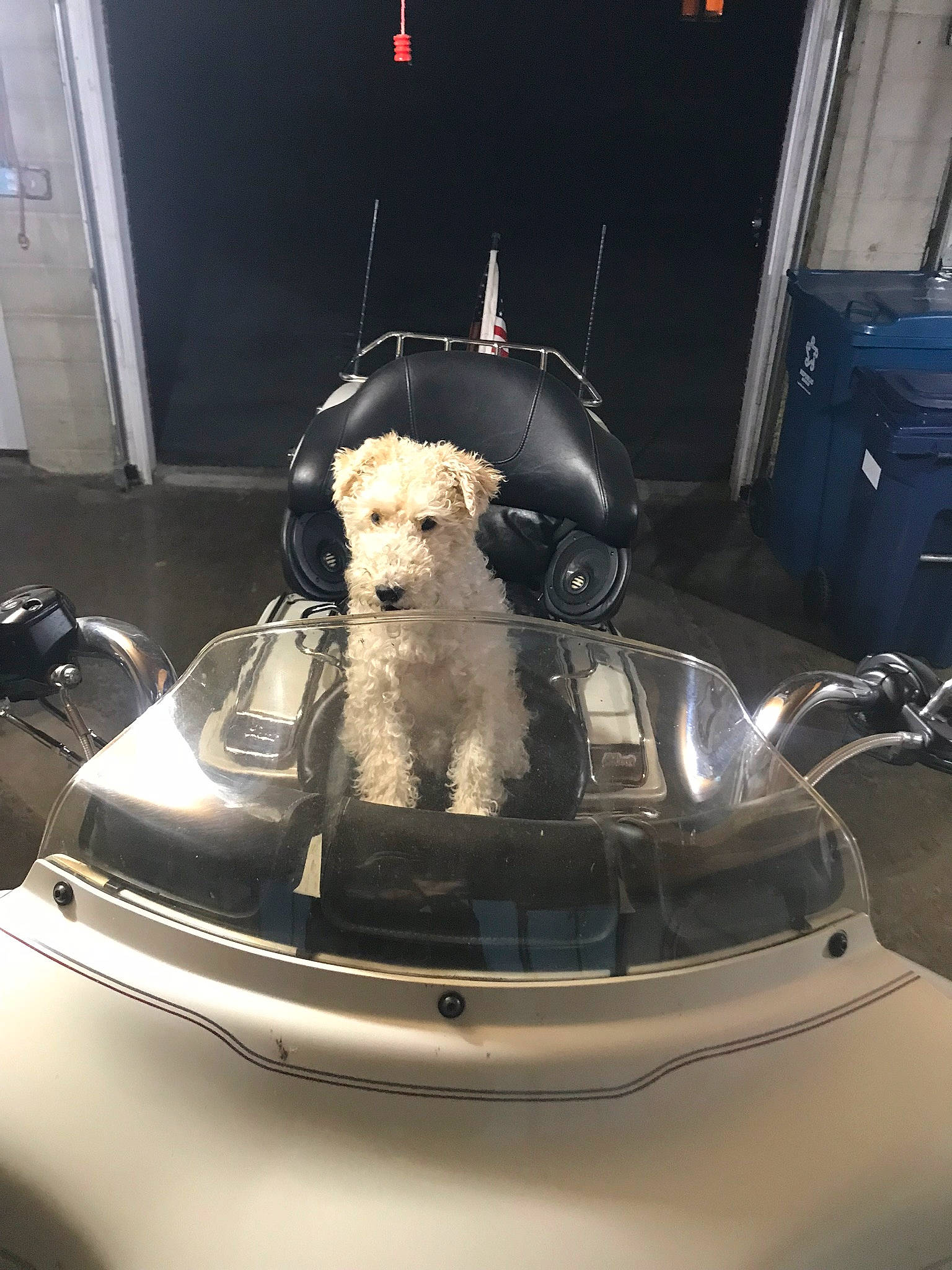 Riley joined the competition — help win amazing prizes! automotive_design, automotive_exterior, automotive_lighting, automotive_tire, bumper, carnivore, companion_dog, dog, dog_breed, fender, hood, light, mammal, mode_of_transport, motor_vehicle, trunk, vehicle, vehicle_door, vehicle_registration_plate, vertebrate